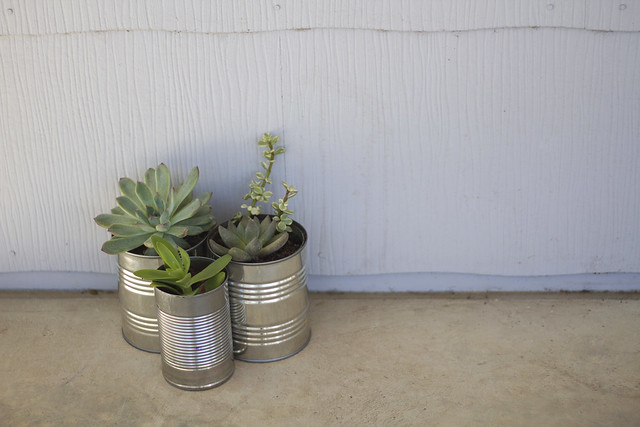 succulents in cans