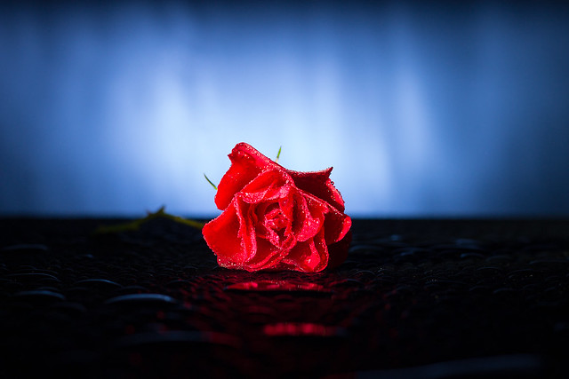 The Lone Rose