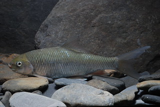 河川棲地的破壞，使得台灣淡水魚處於困境；圖為瀕絕物種高身鯝魚。（圖片來源：林務局）