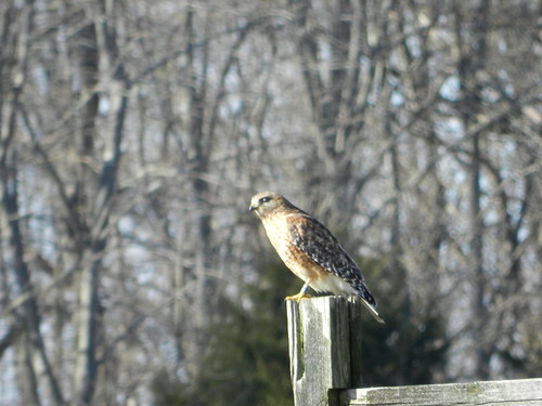 Red-shouldered Hawk with color band