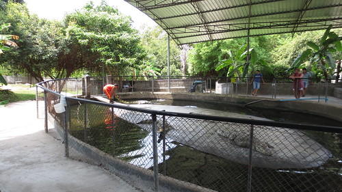 Koh Samui Crocodile Farm サムイ島 クロコダイルファーム (2)