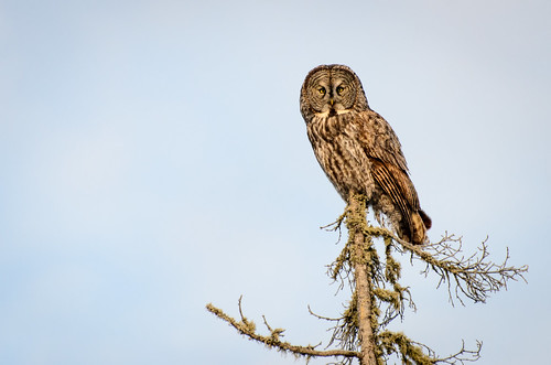 2013 02 23 Owl