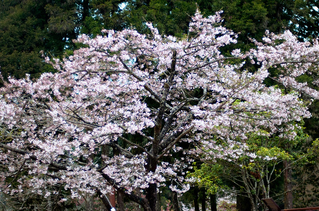 2013 阿里山櫻花季 -208