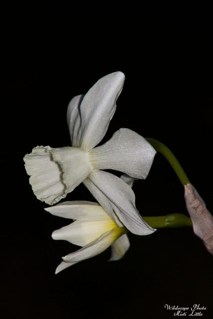daffodil11_1