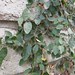 Garden Inventory: Ficus repans - 08