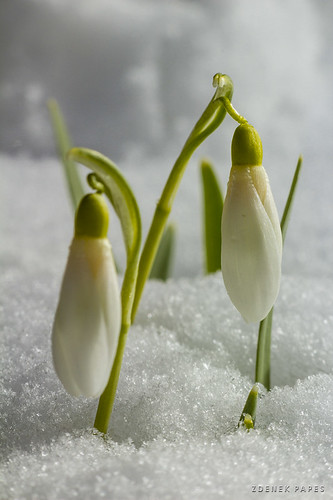 Snowdrops by Zdenek Papes