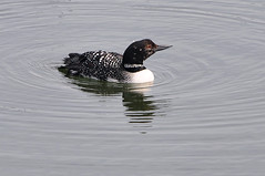 Common Loon, Red-throated Loon