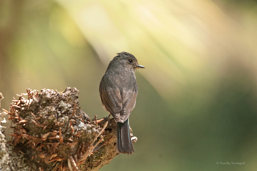 Nilgiri Flycatcher-Female