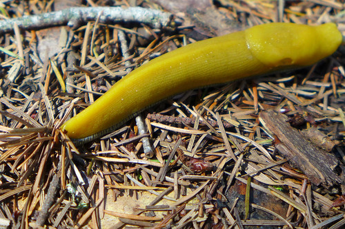 93/365: Banana Slug! by doglington