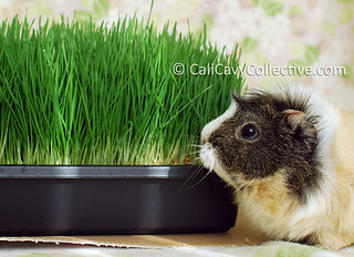 Can guinea pigs eat wheatgrass? Yes! So why grow wheatgrass for your guinea pig