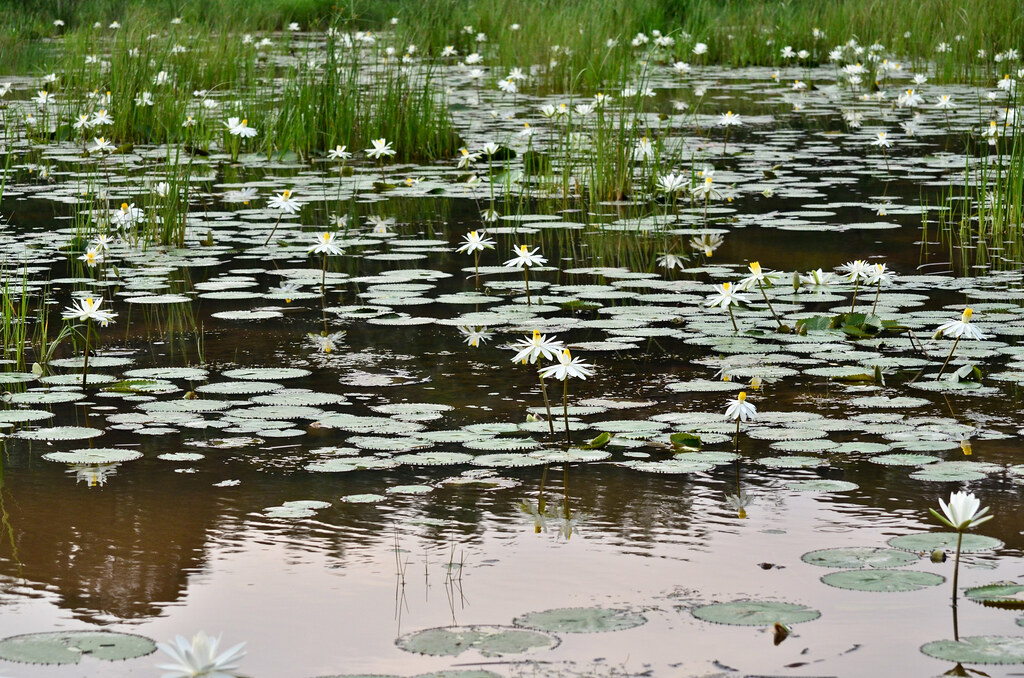 Water Lily Pond at Kampung Budiman 紳士村蓮花池
