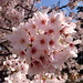 Sakura at Shinjuku-Gyoen
