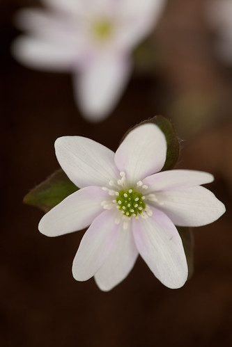 Hepatica by conniee4 aka Connie Etter