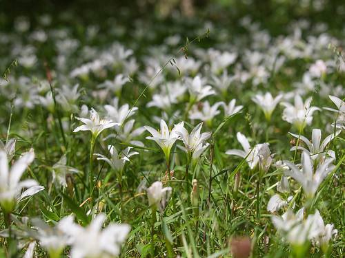 Atamasco lilies