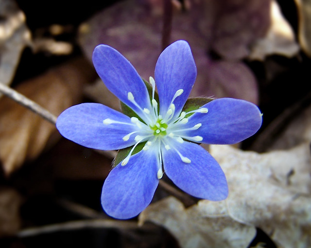 Hepatica, Wildflower, Blue, Bloom, Macro, 