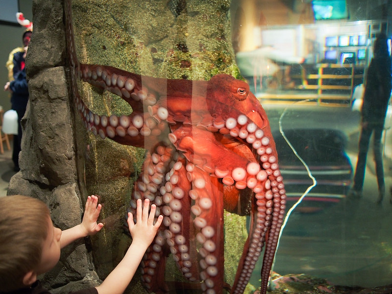Giant Pacfiic Octopus - Seattle Aquarium