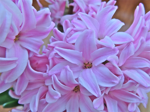 Fragrant Hyacinth .......(91/365) by Irene_A_