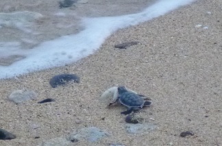 小海龜奮力游向大海，努力記住這片沙灘的氣味。圖片：洪博彥提供。