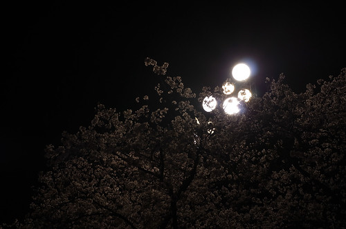 内野の桜 2013