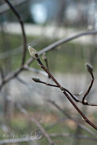 041413 magnolia