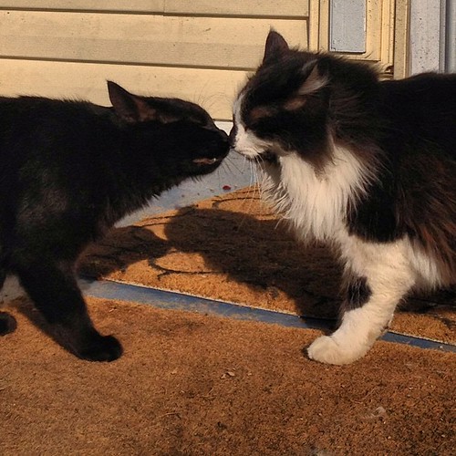 Kitty kiss. by Kat & Dog