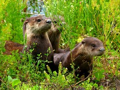 Otters at Viera Wetlands