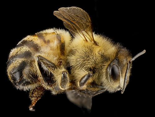 Apis mellifera F, whole bee, MD, Beltsville_2013-04-25-16.28.09 ZS PMax