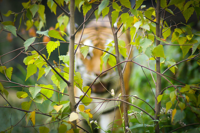 Tiger, Jungle, Trees, Bill Pevlor
