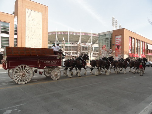 Budwiser Clydesdales