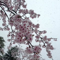 西公園の桜その3