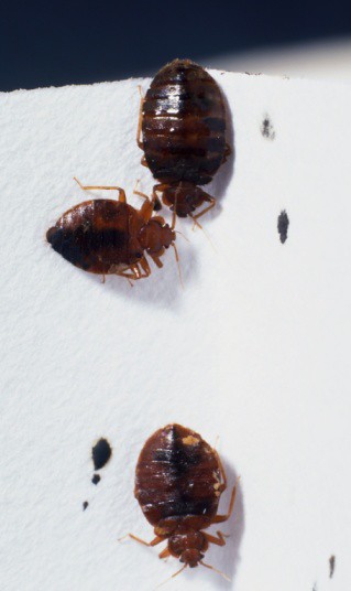 Killing Bed Bugs With Heat | Flickr - Photo Sharing!