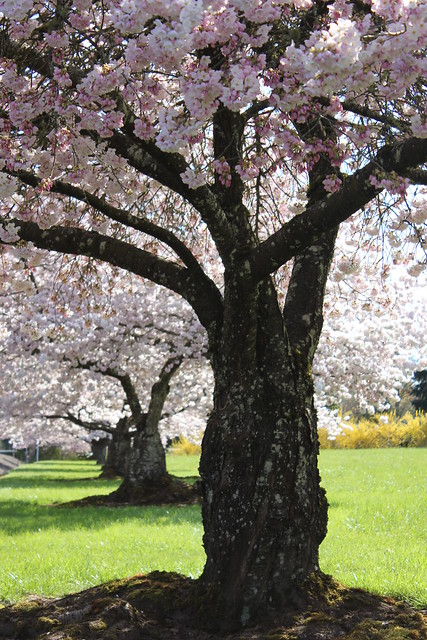 japanese cherry blossom