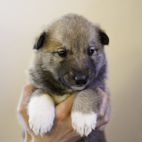 Ike-Kilbe-Pup3-Male(Day 22)-1