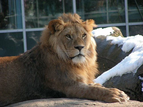 Zoo Munich: Lion | Löwe by W i l l a r d