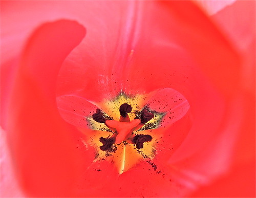 Tulip World by Irene_A_
