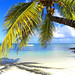 #Palmtree on #Paradise White #Exotic #Beach on #Mauritius - by Bluedarkat Lem