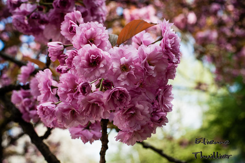 etienne-thuillier-photographie-cerisier-du-japon-2 by e.thuillier