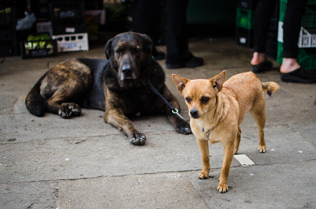 There are dogs everywhere in Venice, I spotted these two at the Rialto Market.