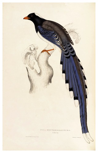 016-Pica Erythrorhyncha-A Century of Birds from the Himalaya Mountains-John Gould y Wm. Hart-1875-1888-Science Naturalis