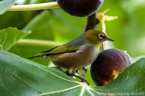 Silver-eye in the Fig Tree