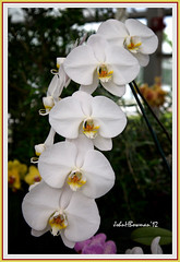 Orchids & Exotics