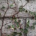 Garden Inventory: Ficus repans - 03