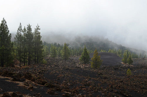 Bruma, pines and lava at Chinyero, Tenerife