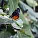 orange butterfly web