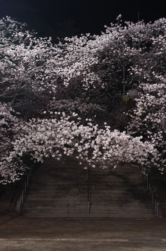 内野夜桜