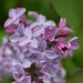 first lilacs of the season