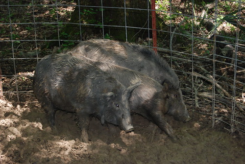 Feral swine are not native to the United States. They are a cross between feral domestic swine introduced by Spanish explorers in the 1500s and the Eurasian boar. (Dana Johnson, USDA-APHIS)