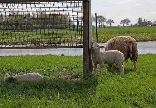 2013-04-30 schapen met lammeren (3) by edufloortje