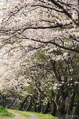 Sakura 2013