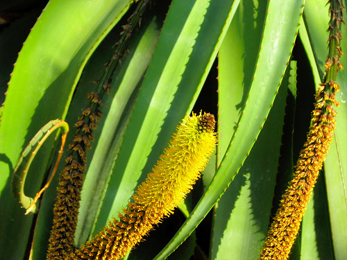 Aloe alooides by ekenitr